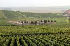 la vigne entre le village et le cimetière,
