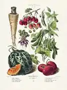 Plaque 30, Album Vilmorin de 1879