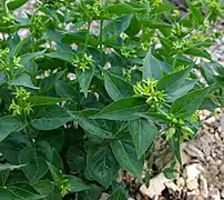 Vincetoxicum hirundinaria sur les pentes du Mont-Ventoux dans le Vaucluse.