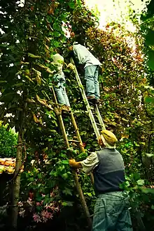 Vendange dans les arbres au Portugal