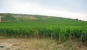 Image illustrative de l’article Nuits-saint-georges (AOC)