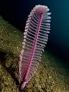 Virgularia sp. (Virgulariidae).