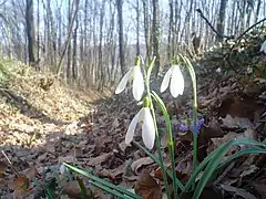 Photographie d'une plante aux fleurs blanches dans un paysage forestier.