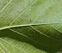 Face inférieure de la feuille