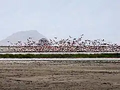 Vol de flamants nains au dessus du lac Natron.