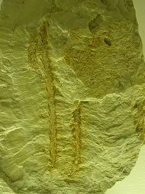 Fossile de Voltzia heterophylla (Voltziaceae)