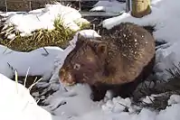 Un wombat dans la neige, Vombatus ursinus.