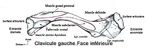 Insertion claviculaire du muscle grand pectoral (face inférieure).