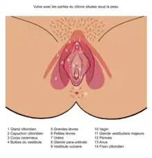 Schéma commenté figurant la vulve d'une femme en position anatomique.