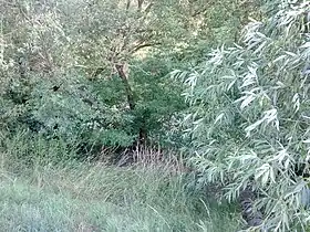 Wólka Gruszczyńska