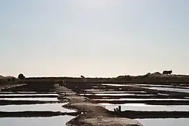 Cueillette vespérale de la fleur de sel.