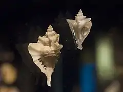 Pteropurpura bequaerti