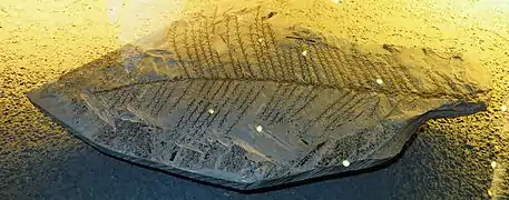 Walchia linearifolia.