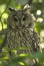 Hibou moyen duc