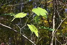 Feuilles de Vigne sauvage