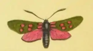 Zygène de la filipendule (Zygaena filipendulae), dans A world of wonders, p. 3