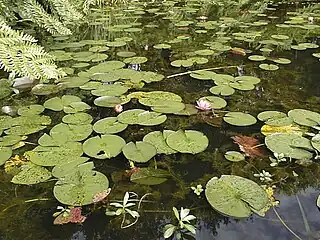 Nénuphars