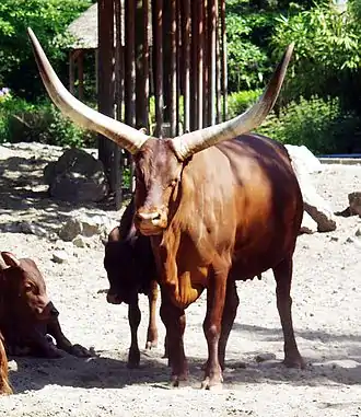 Vache watusi et veaux au zoo de Duisbourg