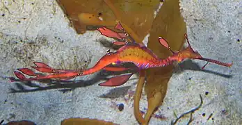 Phyllopteryx taeniolatus