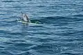 Delphinus capensis (Dauphin à long bec) ;