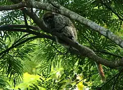 Individu vu de profil, en Bolivie