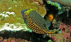 Mâle (Sulawesi, Indonésie)