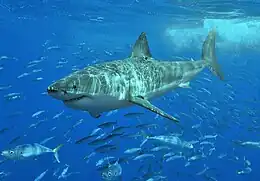 Grand requin blanc.