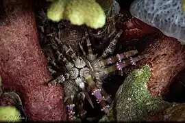 Jeune spécimen observé aux Philippines.