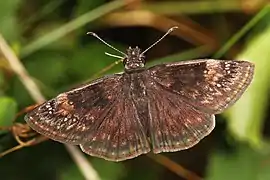 Erynnis baptisiae