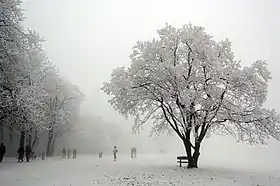 Image illustrative de l’article Normafa