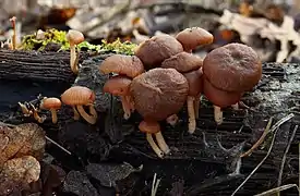 Tubaria furfuracea (Inocybaceae)