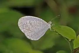 Leptosia alcesta