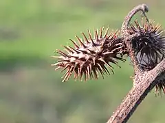 Fruits du lampourde glouteron