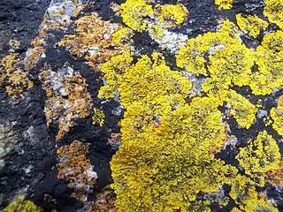 Xanthoria parietina est un lichen nitrophile qui a tendance à recouvrir Caloplaca marina et Verrucaria maura, ce qui témoigne d'une croissance plus rapide.