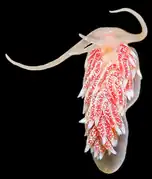 Xenocratena suecica (Xenocratenidae)