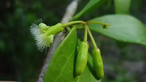 Fleur et boutons floraux