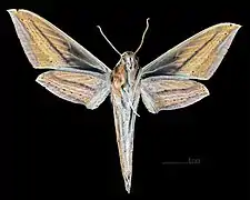 Face ventrale de la femelle (coll.MHNT)