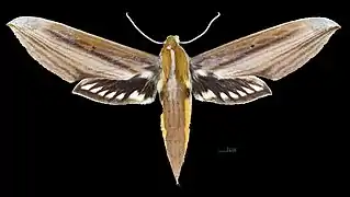 Avers de la femelle (coll.MHNT)