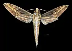 Revers du Mâle (coll.MHNT)