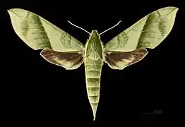 Face dorsale de la femelle MHNT