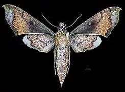 Revers de la femelle (coll.MHNT)