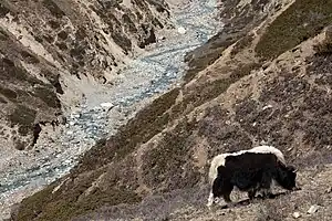 Yak