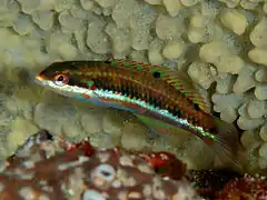 Thalassoma jansenii juvénile