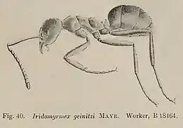 Wheeler spécimen number B 18464