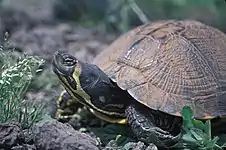 Vue complète de Trachemys scripta scripta.