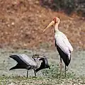 Tantale ibis, l'un en plumage pour sa reproduction, l'autre juvénile et affamé, en Zambie. Juillet 2023.