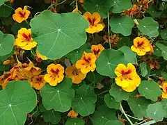 Tropaeolum majus jaunes et rouges