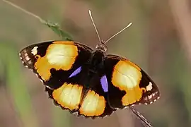 Junonia hierta