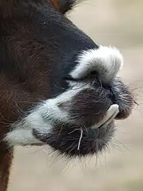 Alpaga souffrant de malocclusion dentaire