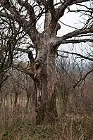 Le vieux chêne Vasić